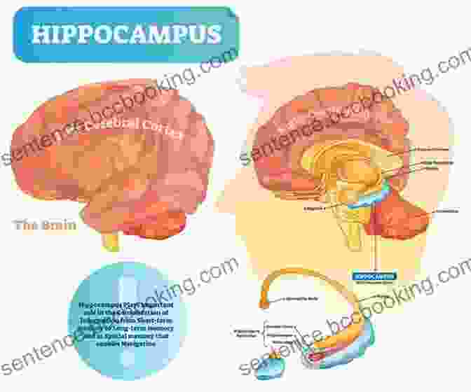 A Diagram Showing The Location Of The Hippocampus And Prefrontal Cortex In The Human Brain. The Learning Brain: Memory And Brain Development In Children