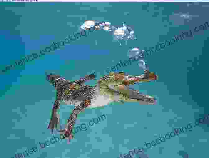 A Dynamic Image Of An Alligator And A Crocodile Swimming Gracefully Alligators And Crocodiles Can T Chew : And Other Amazing Facts (Ready To Read Level 2) (Super Facts For Super Kids)
