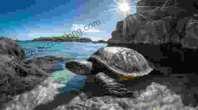 A Galapagos Tortoise Basking In The Sun The Water Turtle And The Tortoise