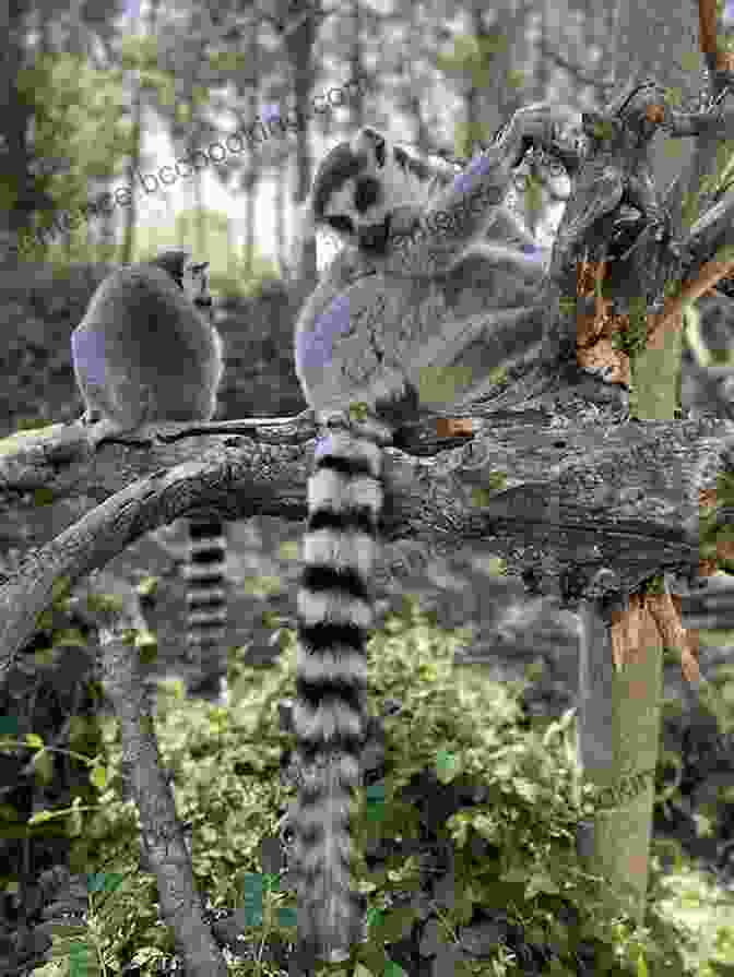 A Group Of Ring Tailed Lemurs Playing In A Tree International Travel Tips For Israelites: Featured Countries: Israel Egypt Madagascar Tanzania