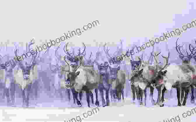 A Herd Of Reindeer Running Through A Snowy Forest I M A Reindeer (Little Golden Book)