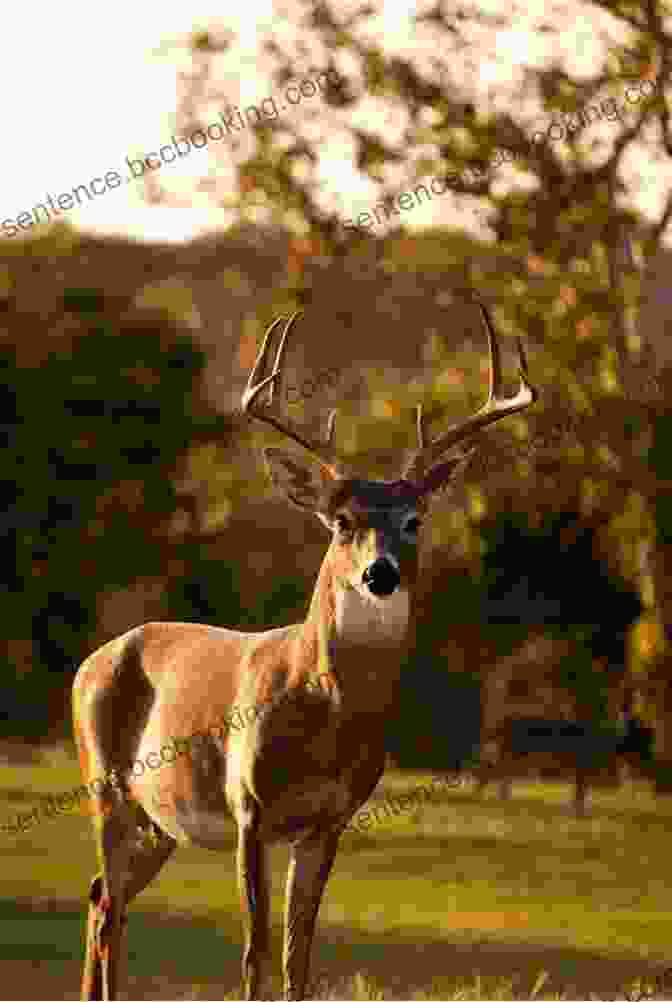 A Majestic Whitetail Deer Standing In A Lush Forest Whitetail Deer Hunting Made Simple: A Beginners Resource To Whitetail Deer Hunting