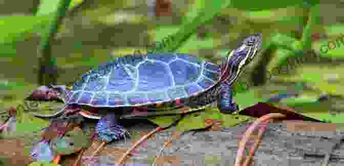 A Painted Turtle Swimming Amidst Water Lilies The Water Turtle And The Tortoise
