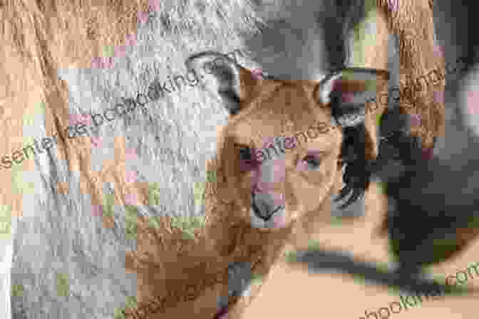 A Tiny Kangaroo Joey Peeks Out Of Its Mother's Pouch Let S Learn About Australia : History For Children Learn About Australian Heritage Perfect For Homeschool Or Home Education (Kid History 7)