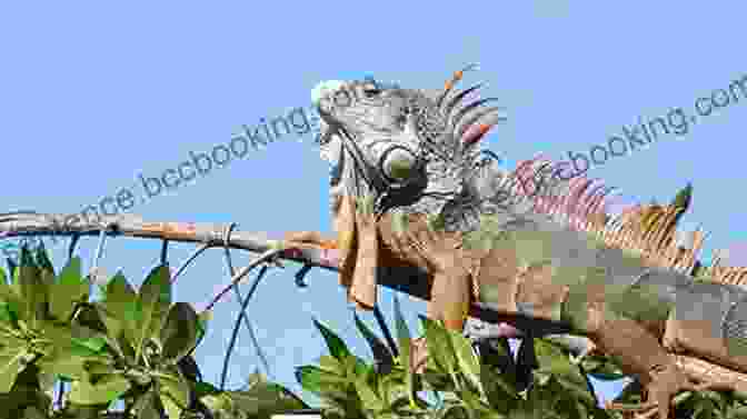 An Iguana Basking In The Sun, Displaying Its Vibrant Green Coloration And Striking Dorsal Crest I Wanna Iguana Karen Kaufman Orloff