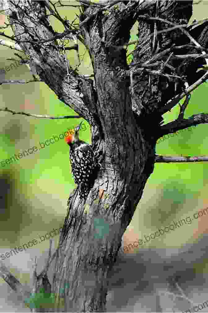 An Imperial Woodpecker Perched On A Tree Branch In The Sierra Madre Mountains Imperial Dreams: Tracking The Imperial Woodpecker Through The Wild Sierra Madre
