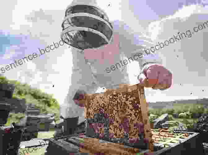 Beekeeper Inspecting A Honey Hive Beekeeping: A Handbook On Honey Hives Helping The Bees