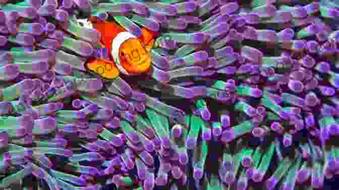 Close Up Of A Vibrant Clownfish Amidst A Swaying Anemone Denizens Of The Deep: True Tales Of Deep Sea Fishing