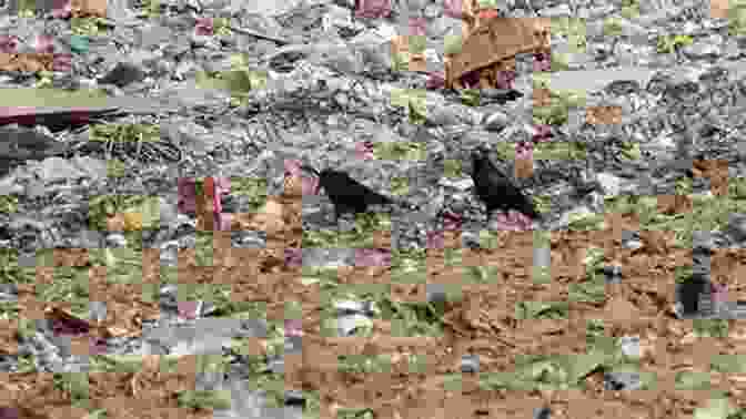 Crows Gathering At Garbage Dump, Demonstrating Their Adaptability To Urban Environments In The Company Of Crows And Ravens