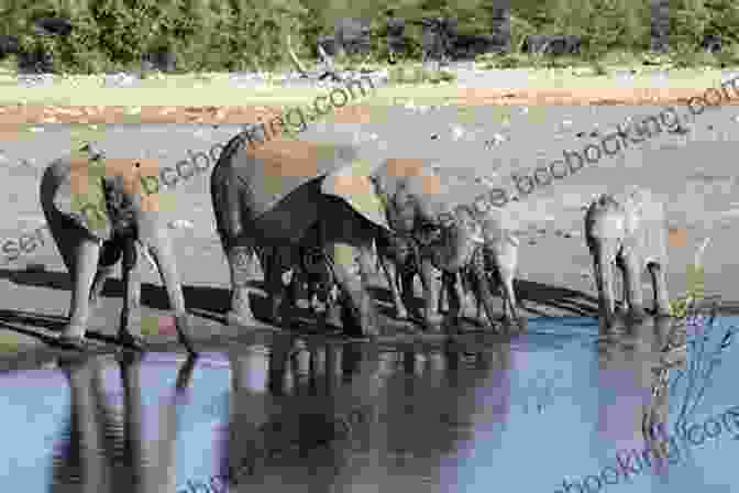 Elephant Herd At A Waterhole In Etosha National Park, Namibia Sands Of Silence: On Safari In Namibia