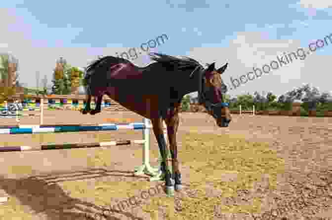 Equine Athlete Jumping Over A Fence Florida Equine Athlete: August 2024 John Baichtal