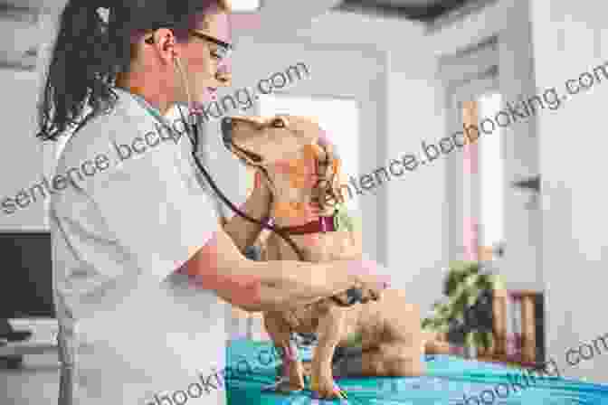 Image Of A Veterinarian Examining A Dog For Animal Lovers Kim Cano