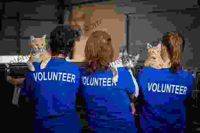 Image Of Volunteers Caring For Animals At A Shelter For Animal Lovers Kim Cano