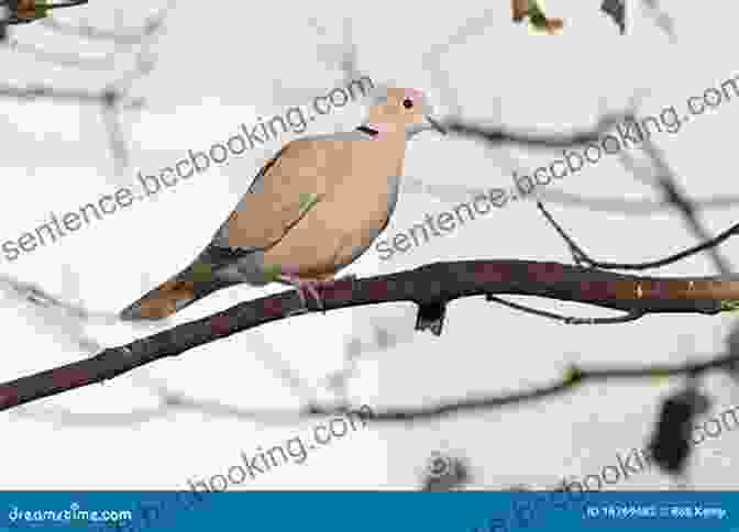 Little Dove Perched On A Branch, Observing The Events Of Easter Little Dove And The Story Of Easter