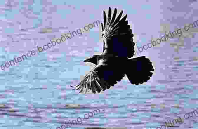 Ravens Soaring In Air, Displaying Their Impressive Aerial Acrobatics In The Company Of Crows And Ravens