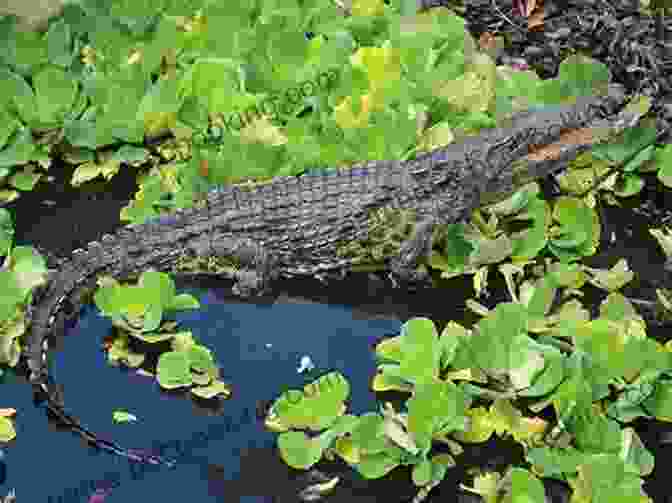 Researchers Monitoring Alligator And Crocodile Populations In Their Natural Habitat Alligators And Crocodiles Can T Chew : And Other Amazing Facts (Ready To Read Level 2) (Super Facts For Super Kids)