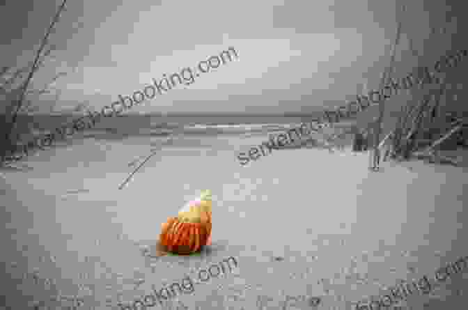 Sandy The Lonely Seashell Sitting On The Ocean Floor, Looking Forlorn Sandy The Lonely Seashell Finds A Forever Home