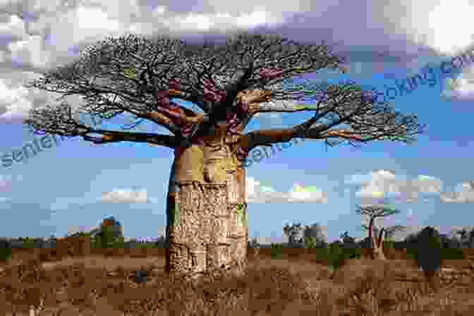 The Majestic Baobab Tree, A Symbol Of Wisdom And Imagination In 'The Magic Baobab Tree' The Magic Baobab Tree Yvette Wilsenach