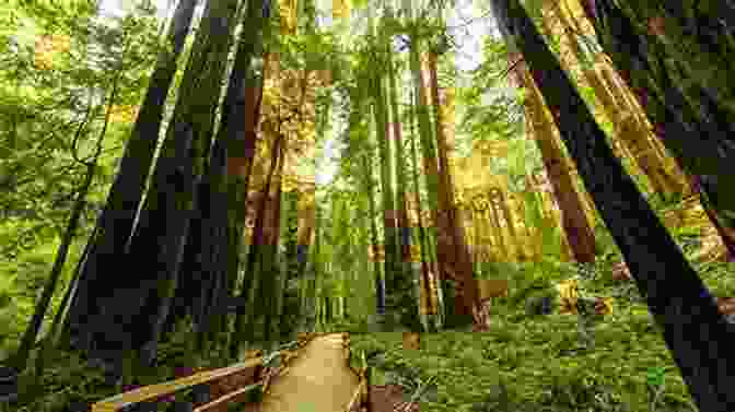 Towering Redwood Trees In Muir Woods National Monument The Wild Coast Volume 1: A Kayaking Hiking And Recreation Guide For North And West Vancouver Island