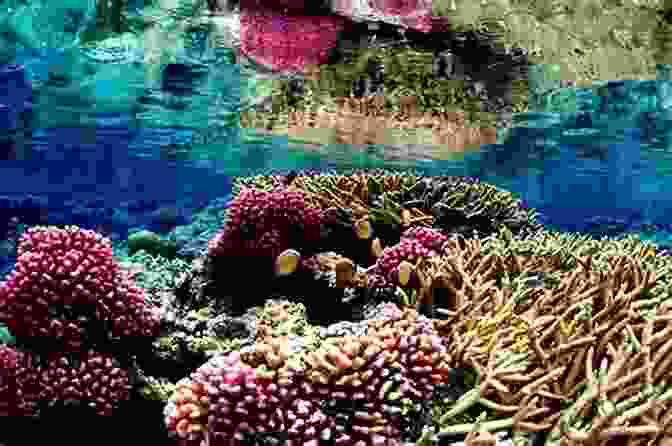 Vibrant Coral Formations And Marine Life Create A Mesmerizing Underwater World On The Great Barrier Reef Let S Learn About Australia : History For Children Learn About Australian Heritage Perfect For Homeschool Or Home Education (Kid History 7)