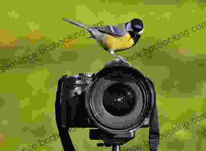 Wildlife Photographer Capturing A Close Up Shot Of A Bird At The Water S Edge: A Walk In The Wild